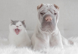 sologatos:  catsbeaversandducks:  Paddington the Dog and Butler the Cat Best friends ever! Photos by ©Annie &amp; Paddington   48277