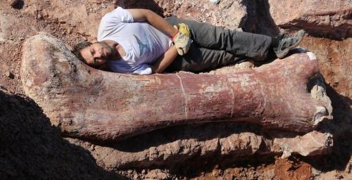 Argentina gives us another whopperUntil recently, the largest dinosaur was Argentinosaurus, known on
