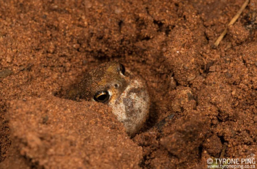 toadschooled:A Bushveld rain frog [Breviceps adspersus] regretfully leaving his cozy dirt hole. Imag