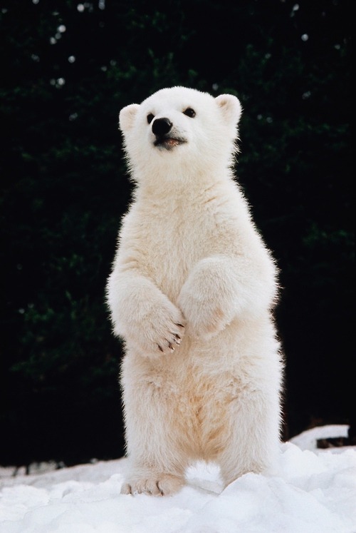 “ Polar Bear Cub | by Ken Graham
”
Cousin Sven looks so innocent