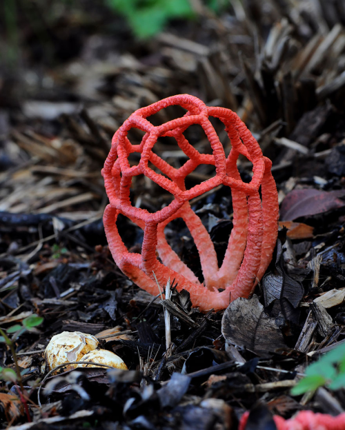 all-thats-interesting:Fascinating FungiMushrooms are lovely. Lovely to eat, lovely to look at, and t