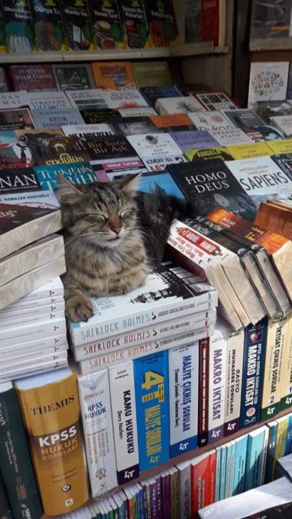 themagicalladycat:The all mighty book guardian!