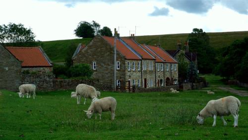 Living with Sheep in Goathland, North Yorkshire, England.