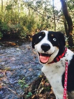 awwww-cute:  My girl and I went on a 10 mile hike this morning, I think she enjoyed herself