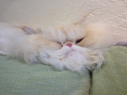 airyairyquitecontrary:  lucifurfluffypants:  I’m not coming out until Monday is over.   um excuse I think your cat is deflating 