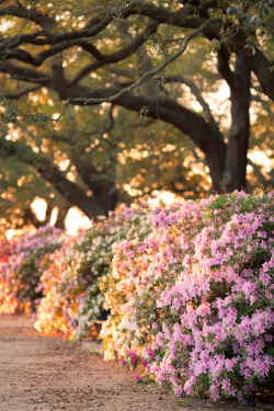 hueandeyephotography:  Azaleas in the Spring, White Point Gardens, Charleston, SC© Doug Hickok  All Rights Reserved