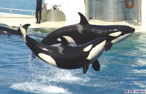 Gender: FemalePod: N/APlace of Capture: Born at Marineland Antibes, FranceDate of Capture: Born June