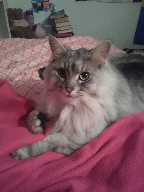 This is my sweet boy, Romeo. He’s a Siberian Forest Cat, and he’ll be three years old in a couple da