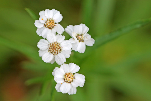 Achillea ptarmica (sneezewort, sneezeweed, bastard pellitory, European pellitory), &ldquo;Nysört&rdq