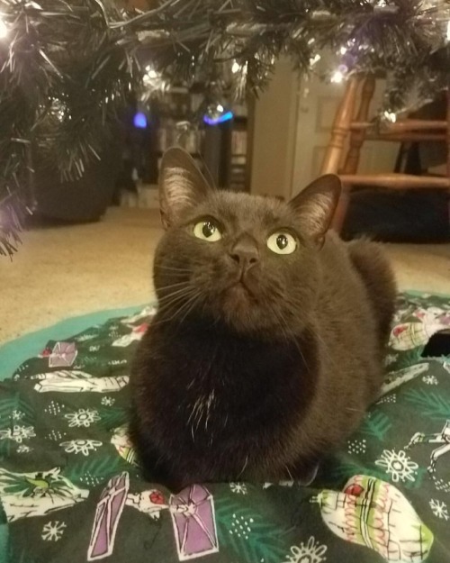 stealing this pic from @mildlygaming of our sweet baby boy underneath the Christmas tree, enjoying t