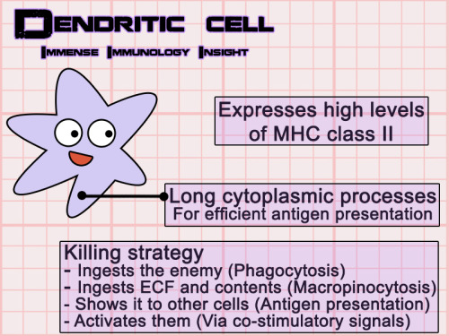 “Dendritic cells are messengers. I imagine them blowing loud sirens or ringing bells, alarming