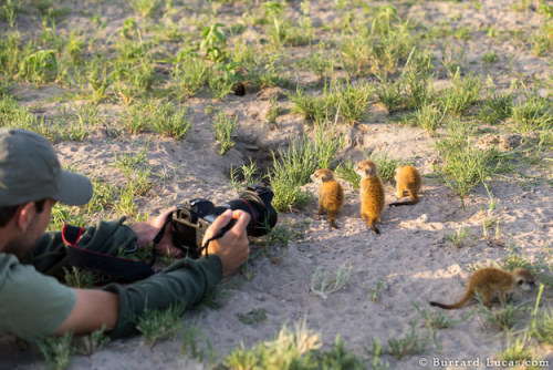 nsart:  vaultnumber713:  I love them they’re wondering what he’s looking for  I LOVE MEERKATS EEE <3