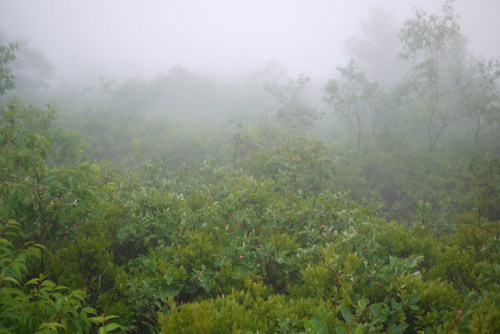 Sams Point in the Fog by WhatsAllThisThen