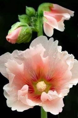 flowersgardenlove:  Hollyhock Beautiful 