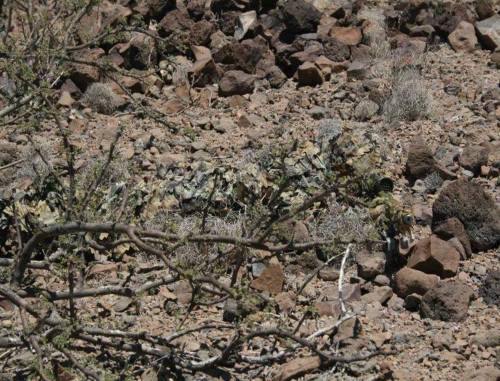 weaponslover:… and what about the camouflage of that sniper ?This operator belongs to the SFG - Belgian Special Forces Group.