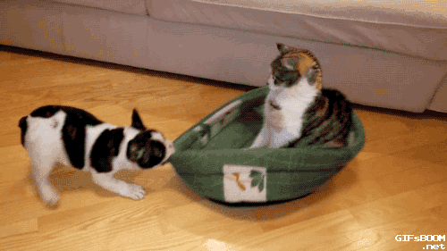 gifsboom:  French Bulldog Puppy Tries to Reclaim Bed From Cat. video 