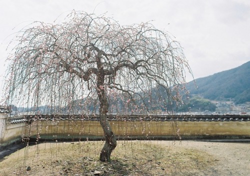 Takehara-Town,Japan