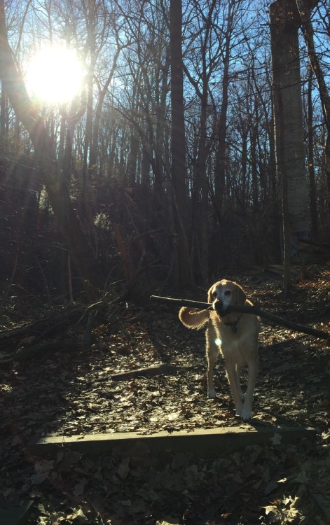 handsomedogs:  Legolas, my 10-year-old Golden Lab mix!
