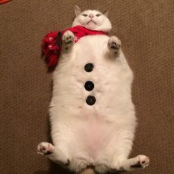 awwww-cute:  Scruffles the snowcat. (Source: http://ift.tt/1S026LS)