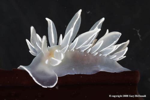 anudibranchaday:The Alabaster Nudibranch, also known as the White-Lined Dirona or Frosted Nudibranch