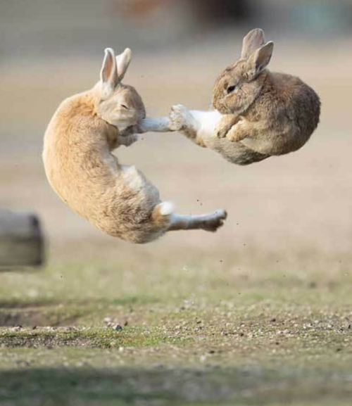 brody-dangeldorpher: schweetbutjadedsnoopygrl79:Kung Fu Fighting Bunnies.  Every Bunny was Kung-Fu f