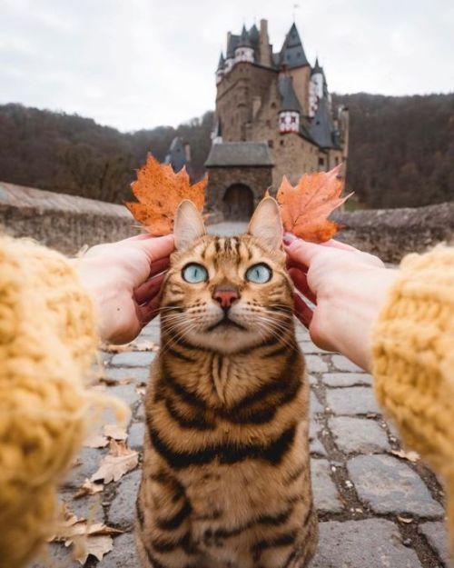 aww-so-pretty:  i love autumn