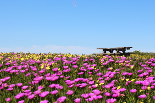 Coastal Wildflower Festival at Half Moon Bay (April 17, 2016) - gorgeous California weather and flow