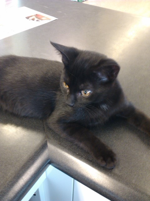Pet Store Adventures!
