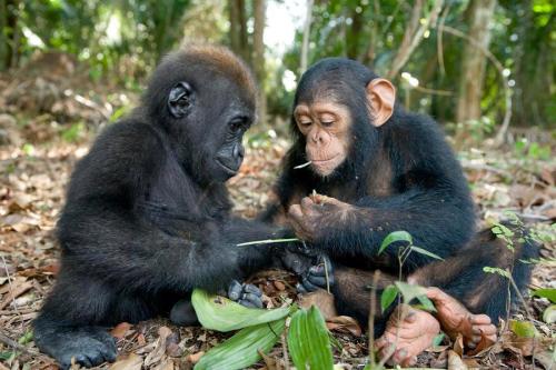 void-dance:A rare encounter of a baby gorilla and a chimpanzee examining leaves at the Evaro Gorilla