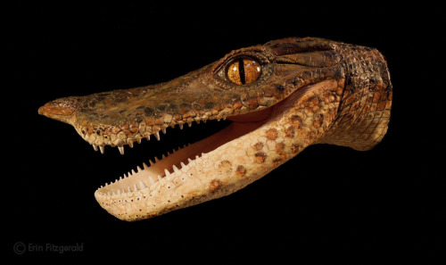 Anatosuchus (Duck Croc) by Erin Fitgerald