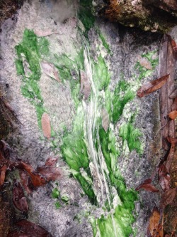 Algae growing in a stream. Ravine gardens