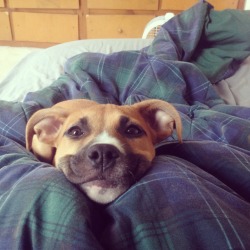 awwww-cute:  First post ever. Reddit meet my adopted pit-mix Stella. She’s one happy and loved dog 