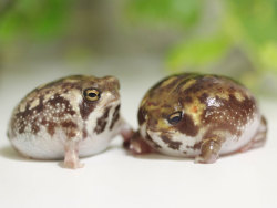 draayder:  sa8oteur:  sylvanburningcenter:  THEYRE LIKE CHICKEN NUGGETS BUT FROGS????????????????????????  i’m pretty sure they’re just pregnant but ye  NO THEY AREN’T EVEN PREGNANT THEY’RE DESERT RAIN FROGS AND THEY SOUND LIKE THIS 