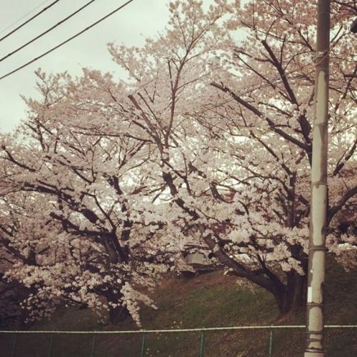 桜 打出〜芦屋 2017.04.11 やっぱり阪急電車は曇天でも絵になるなあ。知らない街を適当に歩くと思わぬものに出会えて楽しい。 #cherryblossom #ashiya #kobe #hank