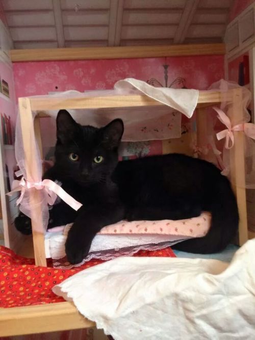 catsbeaversandducks: Cats Breaking Into Doll Houses“I hope Barbie and Ken aren’t allergi