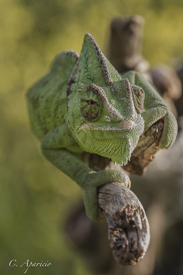 creatures-alive:  Camaleon by Carolina Aparicio 