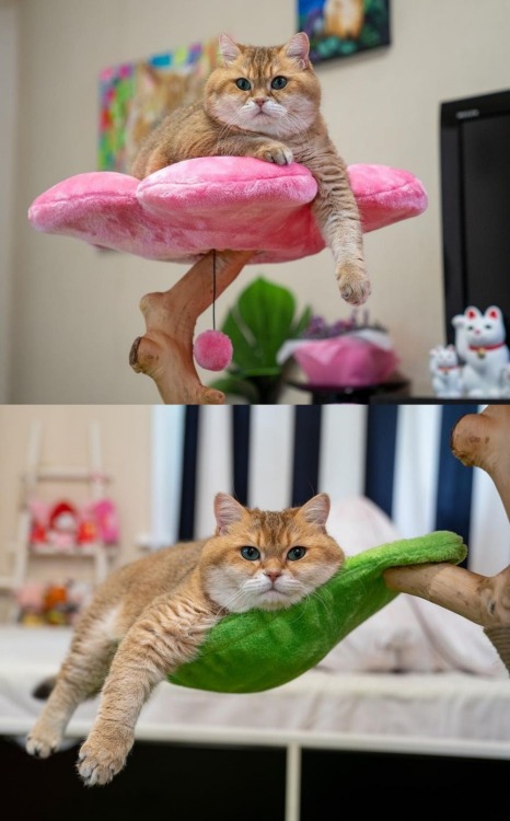 Porn photo sosuperawesome:  Floral Cat TreesKBS PETS