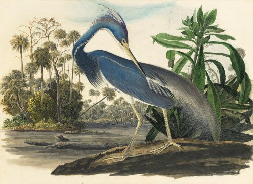 john james audubon