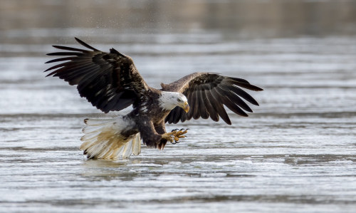 Bald Eagle by nikunj.m.patel https://flic.kr/p/2hZncmc