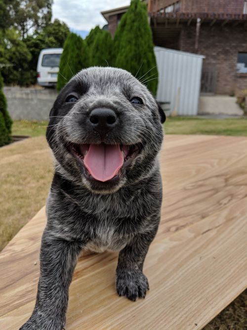 somecutething:A VERY happy puppy. (via ptmonster)