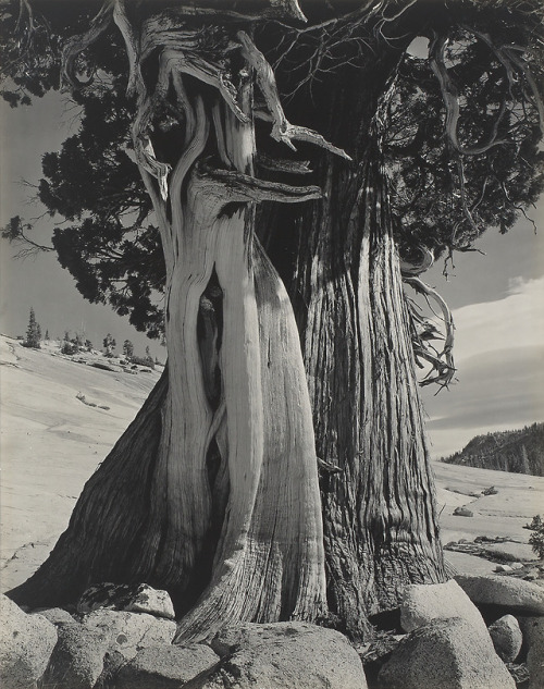agelessphotography:Juniper, Lake Tenaya, Edward Weston, 1937