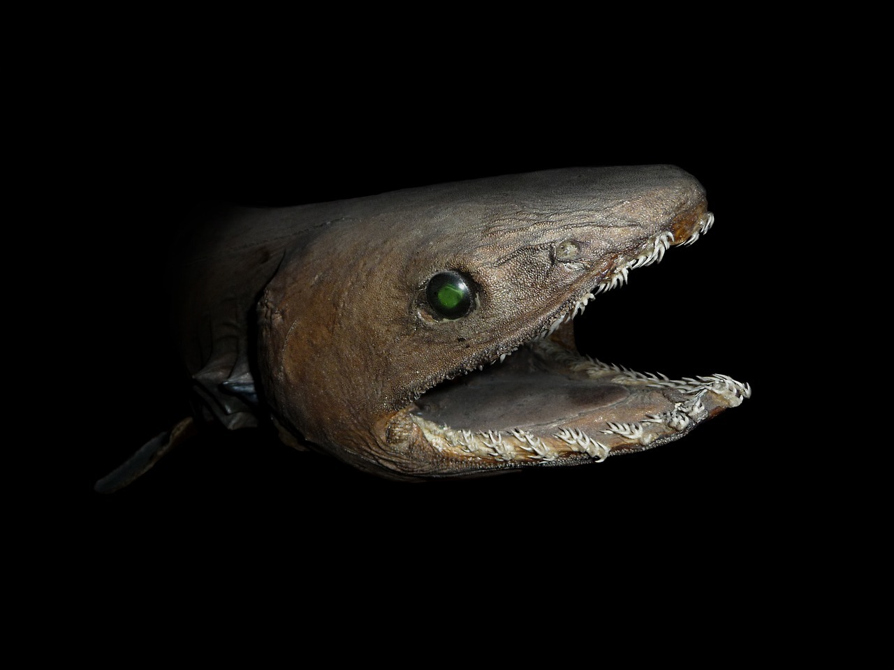 end0skeletal:  The frilled shark (Chlamydoselachus anguineus) is one of two living