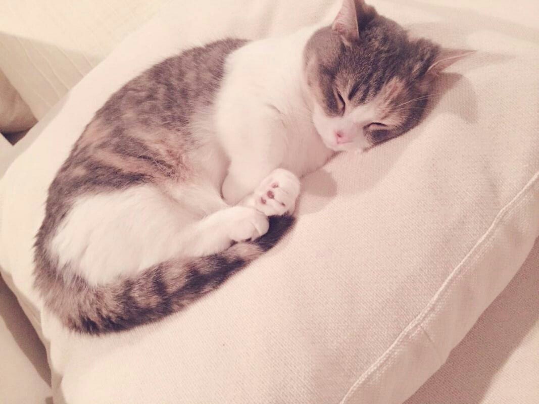 threemilk:  にゃーちゃん可愛いすぎ
