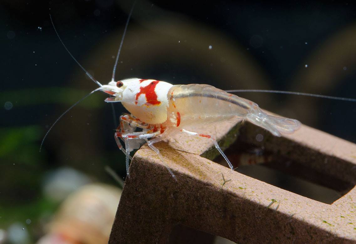 aquaticmag:  simonsaquascapeblog:  Shrimp: caridina shrimp This seems to be a mutation