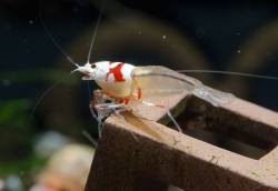 Aquaticmag:  Simonsaquascapeblog:  Shrimp: Caridina Shrimp This Seems To Be A Mutation