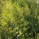 gracefulsunflower - Sunflower