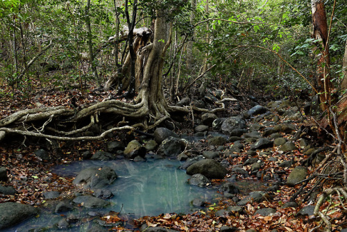 Stony stream bed in the coastal forest at Grande Anse Bay by Horst Vogel