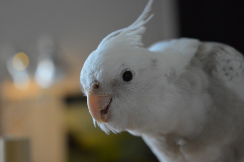 SNOWY THE COCKATIEL!!!!