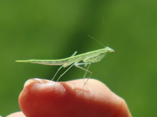 onenicebugperday: Snake mantis nymph, Kongobatha diademata,Photographed by larney in Queen