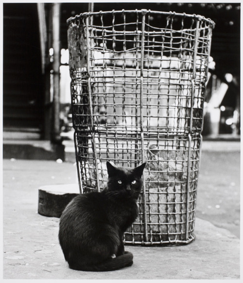 Alfred Gescheidt (American, 1926-2012, b. Queens, NYC, NY, USA) - City Cat (New York City), 1951 (pr